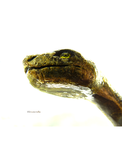 Золотая змейка. Браслет в виде змеи из полимерной глины