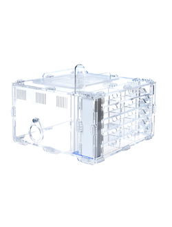 Комплект муравьиной фермы 4ants Crystal L 3.0  с муравьями Messor Structor