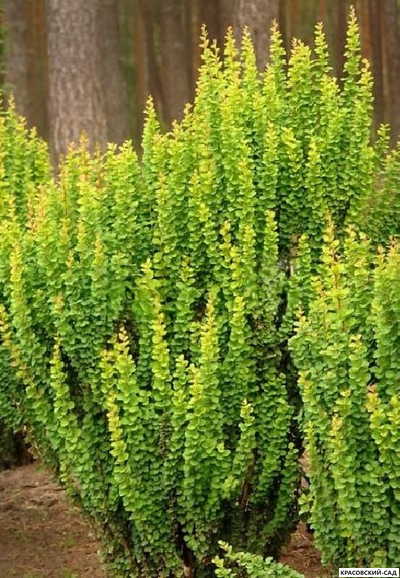 Барбарис Тунберга Erecta - фото в саду - красовский-сад.рф