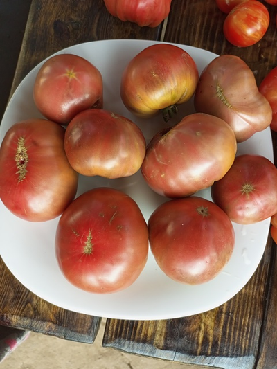 Томат гном ППИ (dwarf PPI)