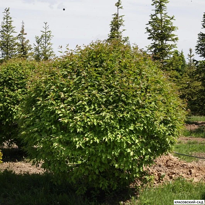 Топиар клён Татарский в форме шара