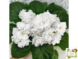 Свадебный Букет (К. Морев)