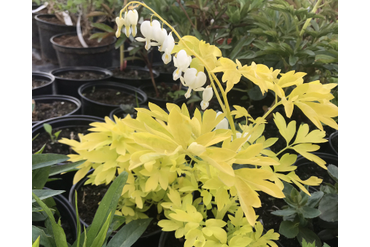 Дицентра или "Разбитое сердце" сорт White gold