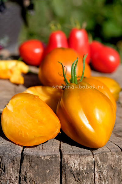 Томат Огненный гребень цвета Охра (Cresta di Fuoco), 10 шт