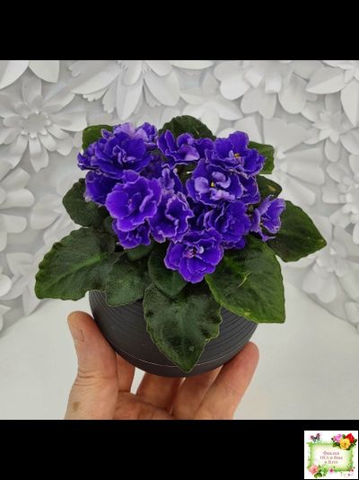 Blue Scoundrel (P.Sorano/LLG) 04/09/2012