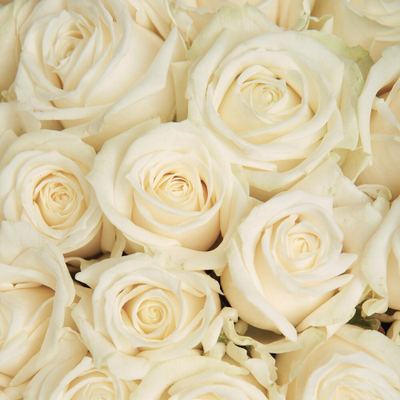 51 белая роза