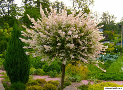 Ива Хакура-Нишики - Hakuro Nishiki