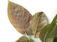 Ficus aspera cannonii / Фикус Аспера Канони