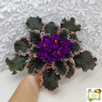 ВаТ-Тип-Топ (Т. Валькова) 2015 г. (лист посажен 04.02.26)