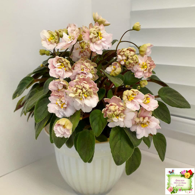 Фиалка Pink Mint