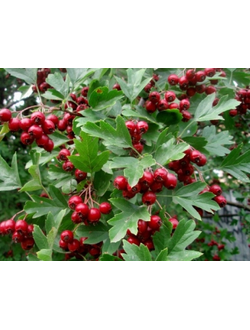 Боярышник однопестичный