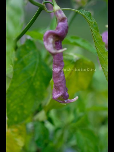 Перец острый Aji Confusion (Ахи Конфуз), 10 шт