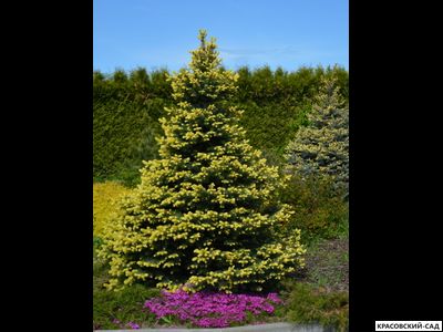 Ель колючая Мейголд - Maigold