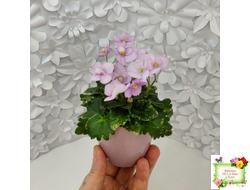 Morgan's Ivy League (C.Eros) (детка)