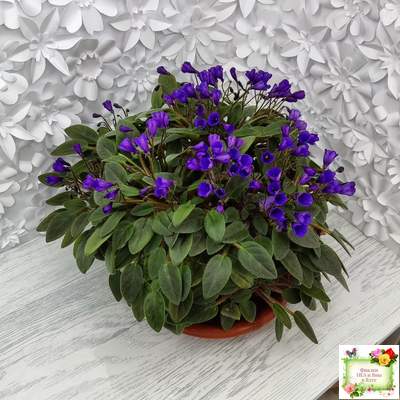 Vallarta Campanas Moradas (G.Beck) трейлер