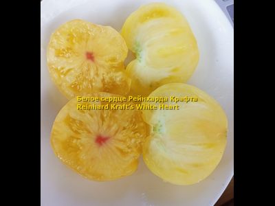 Томат Белое сердце Р. Крафта (Reinhard Kraft’s White Heart)