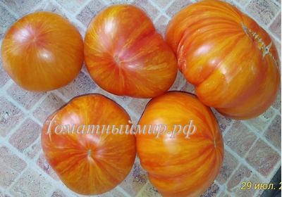 Томат План 9 из открытого космоса (Plan 9 from outer space)