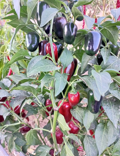 Перец острый  Black Maroccan Jalapeno