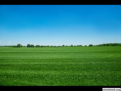 Рулонный газон Пикник-дачный