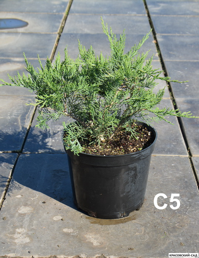 Можжевельник казацкий Тамарисцифолиа - Tamariscifolia