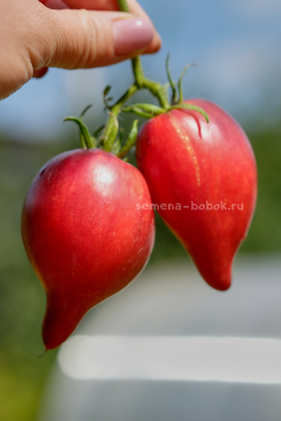 Томат Огненная Комета Софии, 10 шт