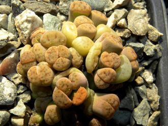 Lithops schwantesii C079 (MG) monstr