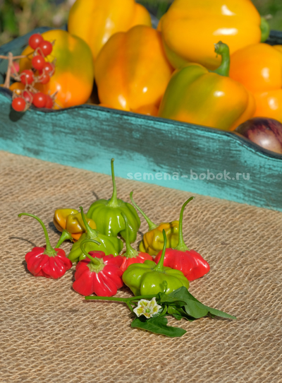 Перец острый Brazilian Starfish (Бразильская Морская Звезда), 10 шт