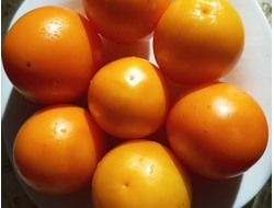 Томат Гном Лапа кенгуру желтый (Dwarf Kangaroo Paw Yellow)