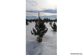 Кедр - фото 15 - питомник Красовский-Сад.рф