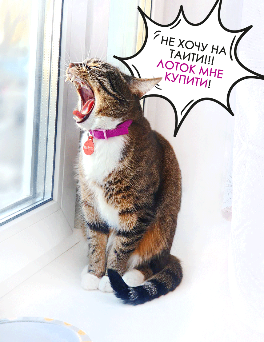 Уезжаете в отпуск или путешествие? Купите одноразовый лоток-туалет для вашей кошки!