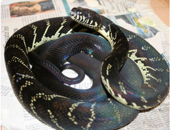 УЖЕОБРАЗНЫЕ