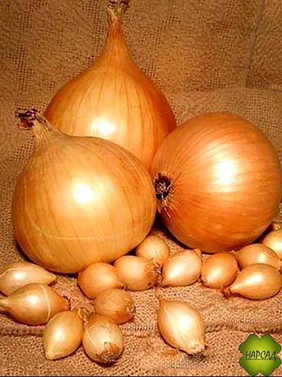 ЛУК-СЕВОК &quot;ГЕРКУЛЕС F1&quot; (не стрелкуется, урожайный, 0,5 кг)