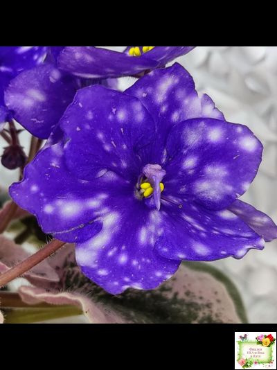 Rivermist Heavenly (J. Baker) (лист с детками укоренённый)