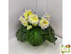 ЛЕ-Золото Нибелунгов (Е. Лебецкая) 2017 г.