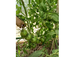 Томат Сердце Марши (Marsha's Starfighter Heart)