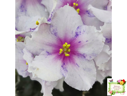 Dn-Love Time (Д. Денисенко) 2021 г.