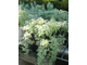 Sedum Silverstar - Sedum Lineare Variegatum, Очиток линейный серебряная звезда, очиток игольчатый, очиток ковровый