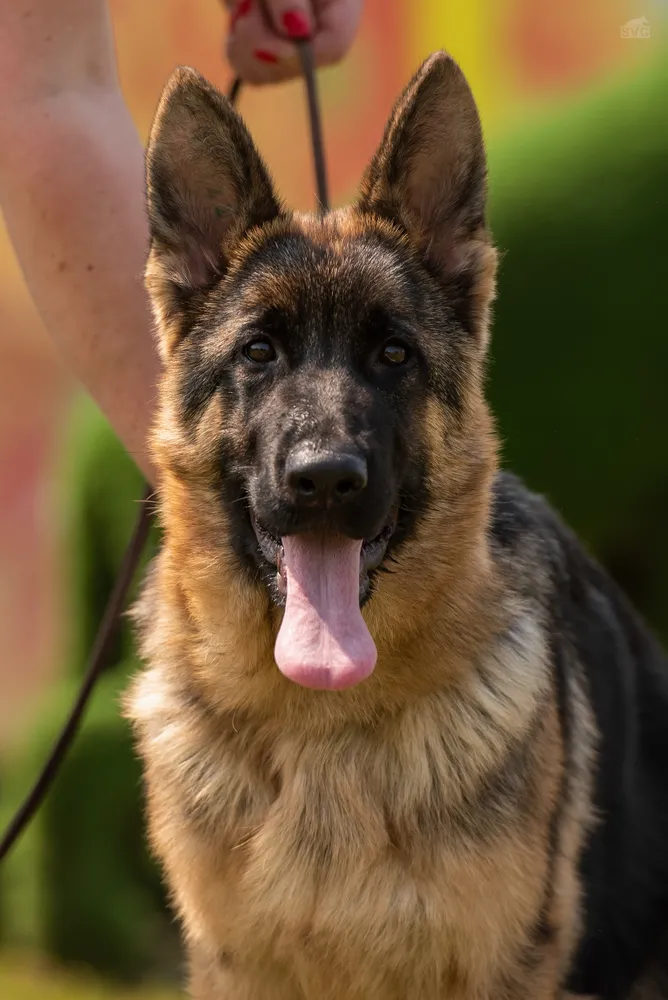 монопородная выставка г. Бронницы 28.05.2023 1 место эксперт Peter Firic (Сербия) 