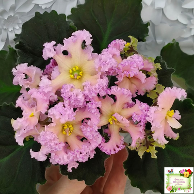 РМ-Оранжевое Лето (Н. Скорнякова) 2022 г. (детка)