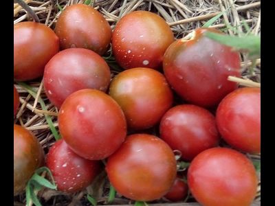 Томат Маленькое черное сердце