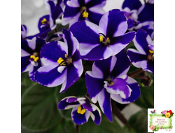 Concord (Horikoshi/Ozaki) (10/03/1992) химера (пасынок укоренённый)