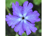 Primula sieboldii Miyou
