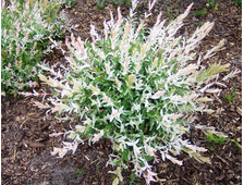 Ива Хакуро Нишики