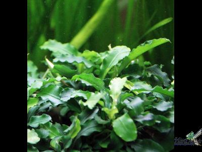 Bucephalandra green wavy