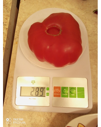 Томат Австралиец (Aussie), Австралия