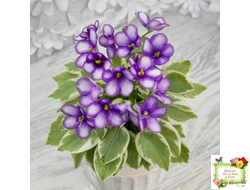 Rob's Lucky Penny (R.Robinson) (05/31/1997) листовая химера (пасынок сорт укоренённый)