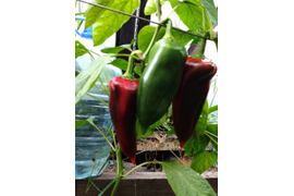 сладкий перец сорт Капия
