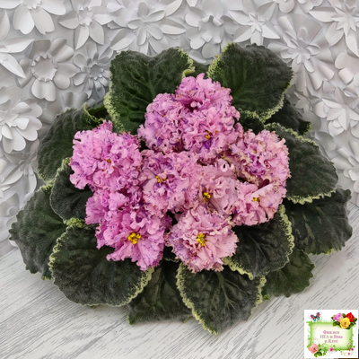 АВ-Розовое Шампанское (Фиалковод) 2020 г.