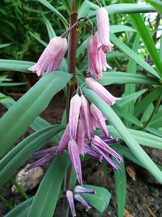 Polygonatum Roseum