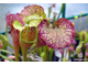 Sarracenia hybrid 7